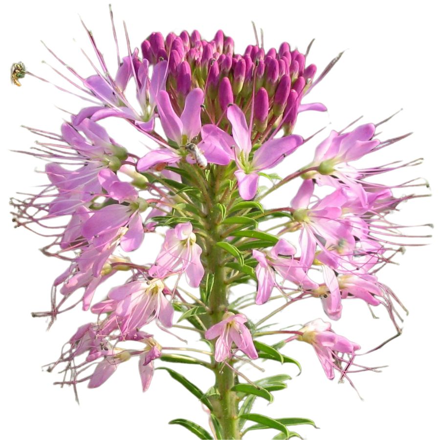 several purple rocky mountain bee plant flowers on a stalk