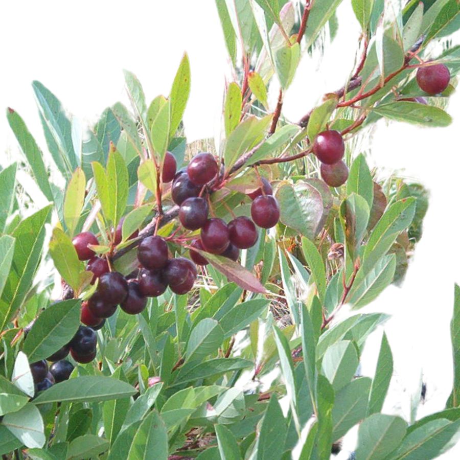 several deep red sand cherries on a branch with green leaves