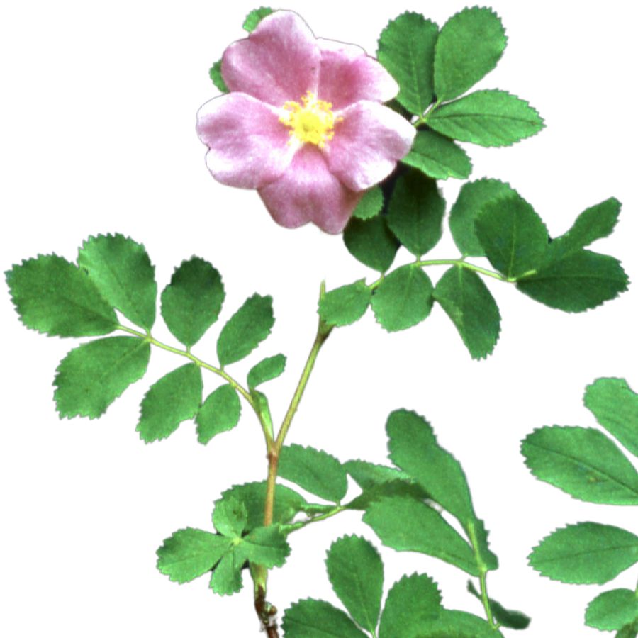 pink smooth rose on leafy stems