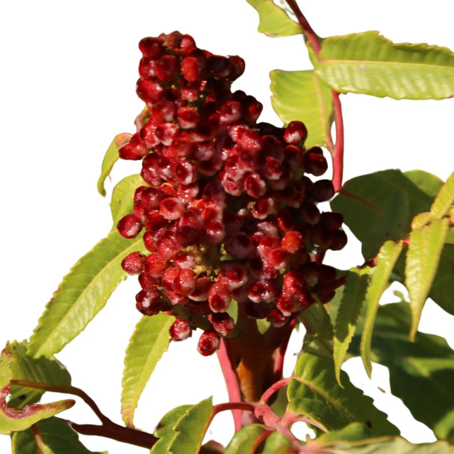 red smooth sumac berry cluster