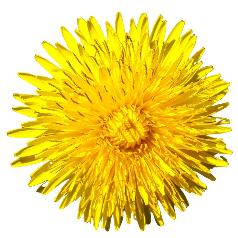 Sow thistle flower