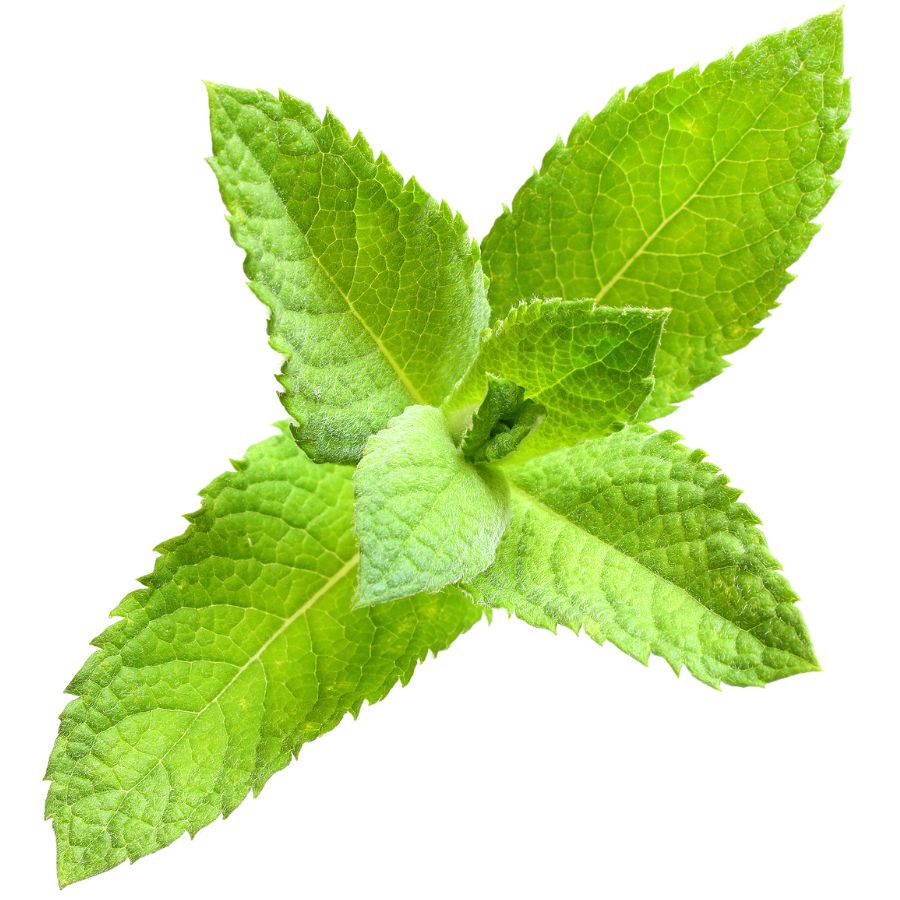 six green spearmint leaves