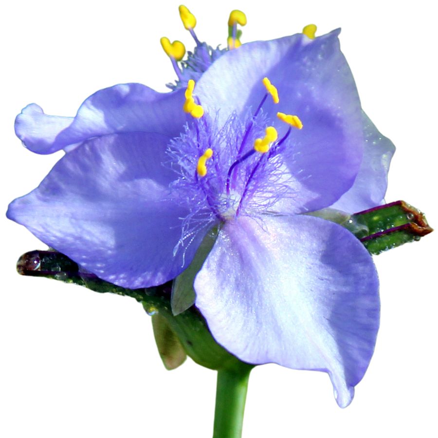 pale blue spiderwort flower