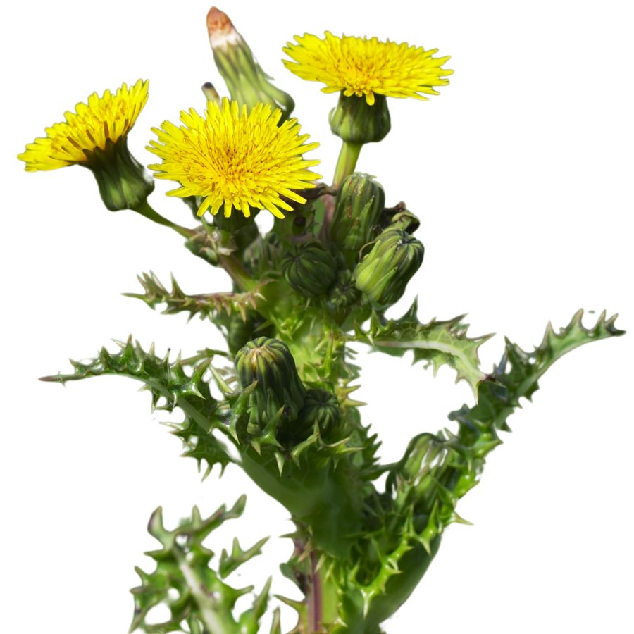 spiny sowthistle plant with three yellow flowers