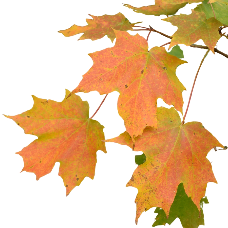 orange sugar maple leaves