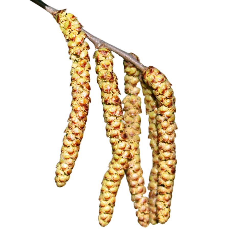 several sweet birch pods on a branch