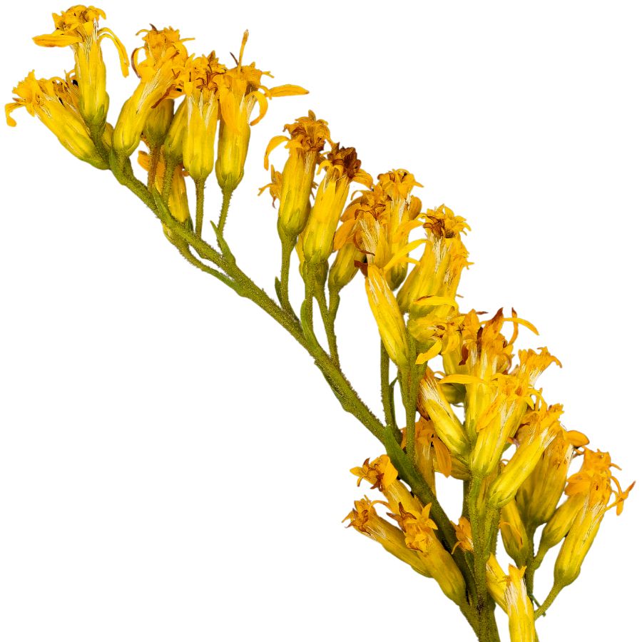 several yellow sweet goldenrod flowers