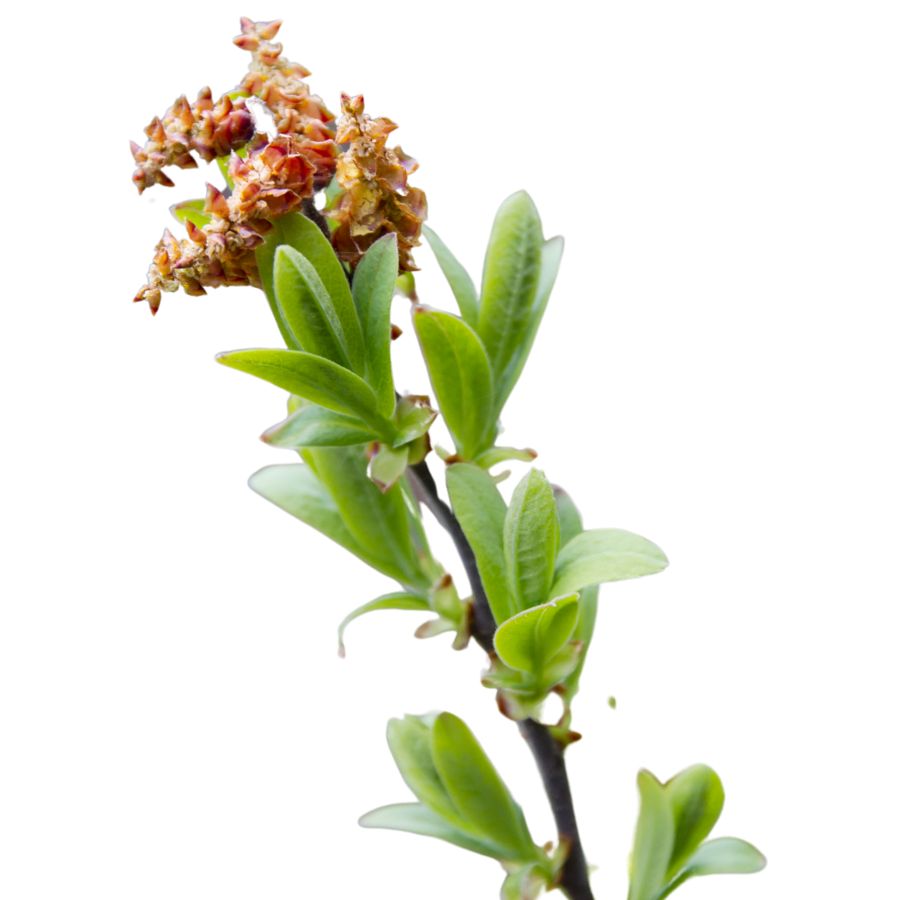 sweetgale plant stalk