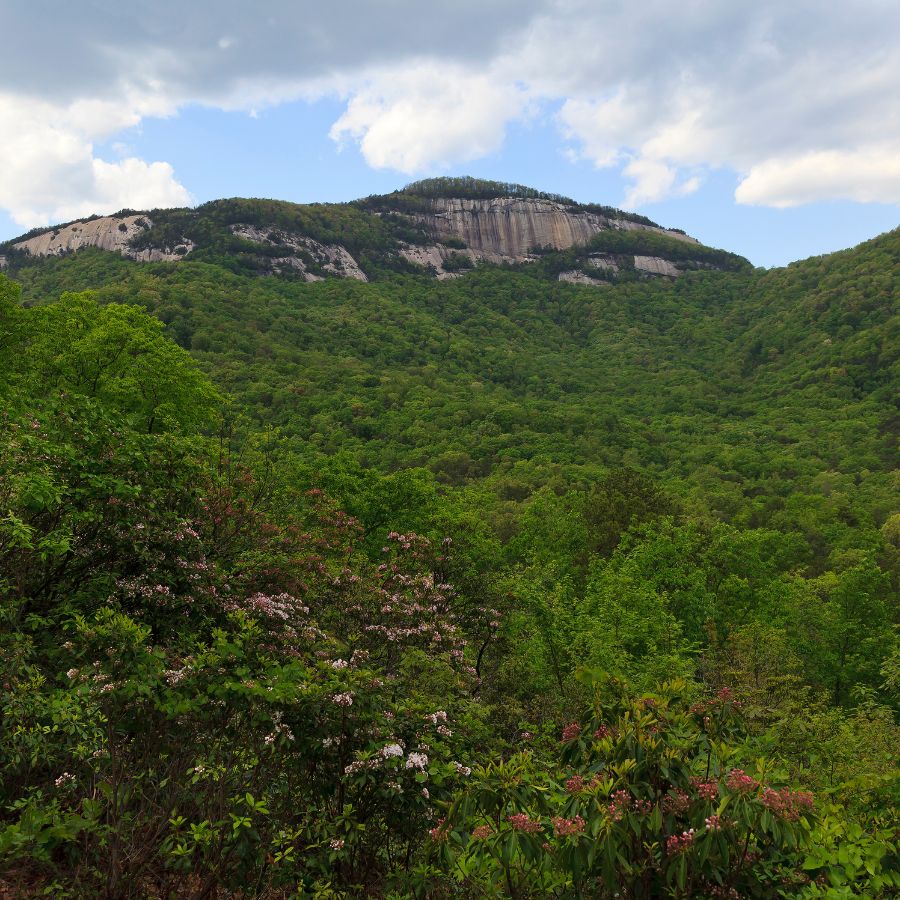 mountain forest in Table Rock State Park, South Carolina