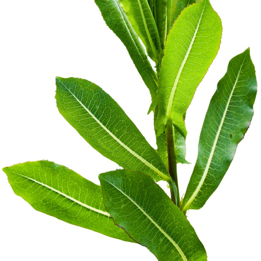 several green tall lettuce leaves