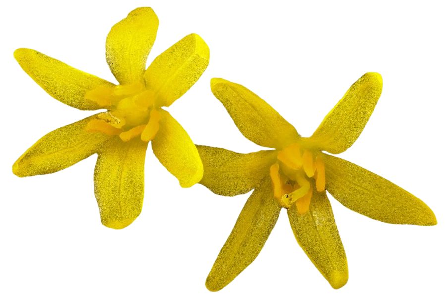 two bright yellow sassafras flowers