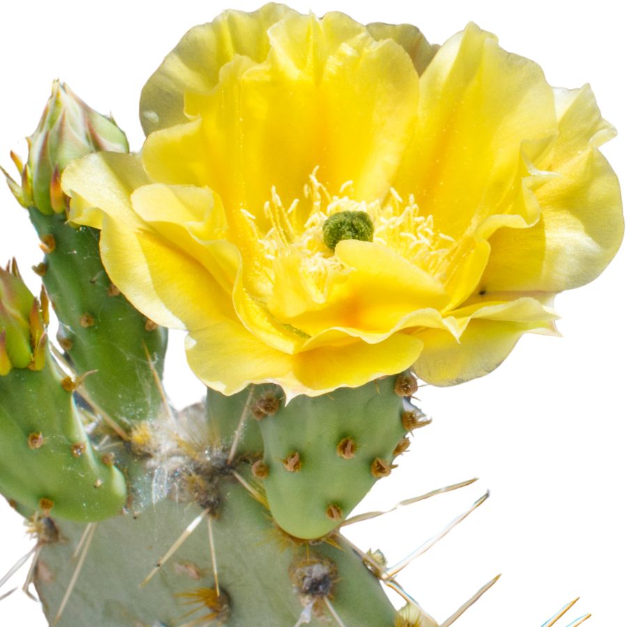 tulip prickly pear cactus with a yellow flower