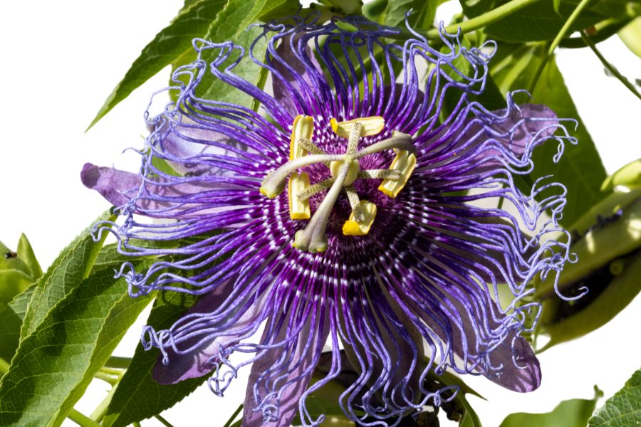 Purple passionflower blossom