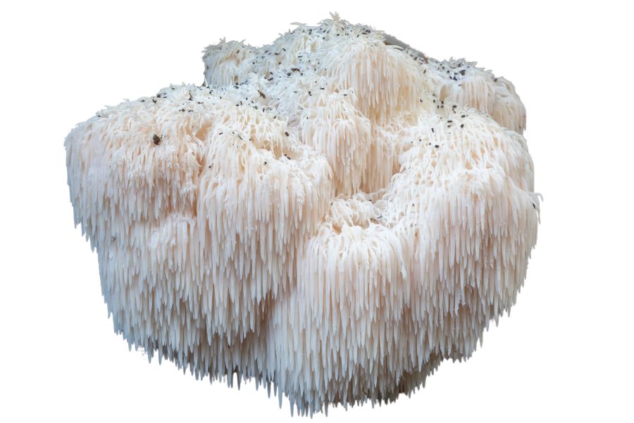 White lion's mane mushroom