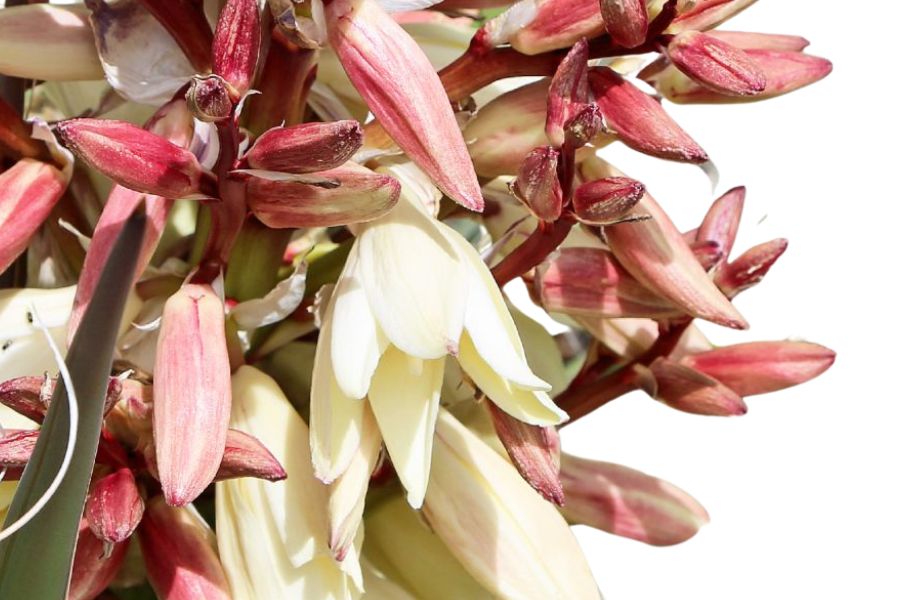 Blooming yucca flower cluster