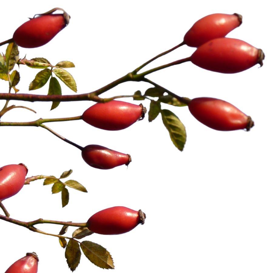 Rose hips on branch