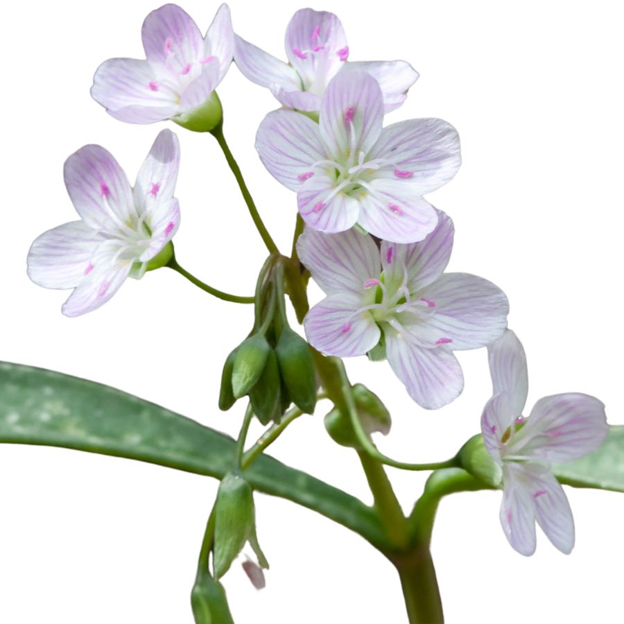 several Virginia springbeauty flowers with green leaves
