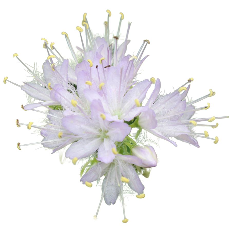 several pale lavender Virginia waterleaf flowers in a cluster