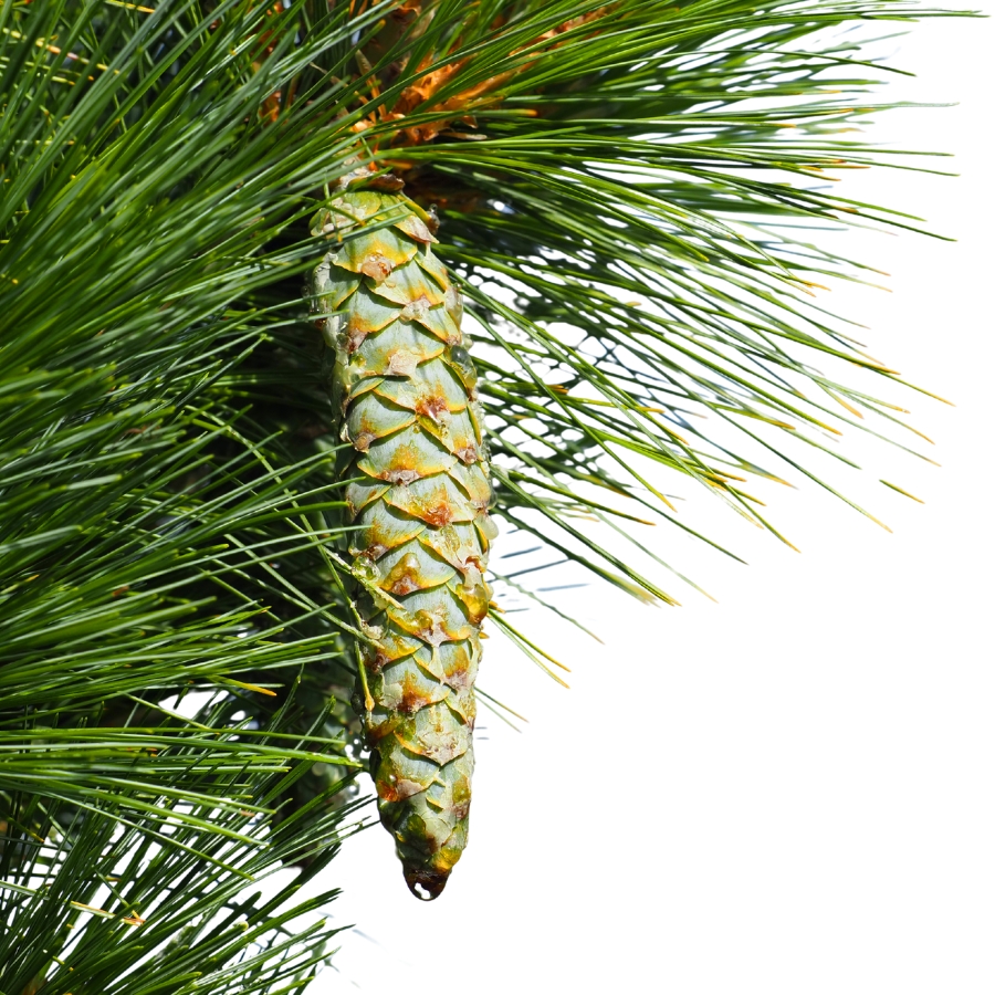 white pine cone and needles