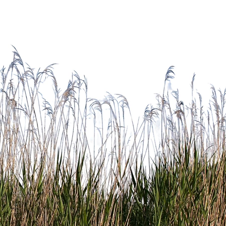 Wild rice grass in wetland