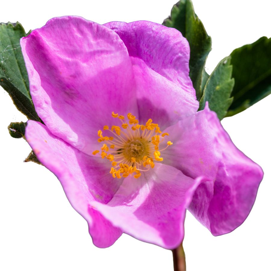 pink five-petaled Woods' rose