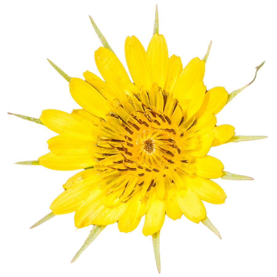 yellow salsify flower