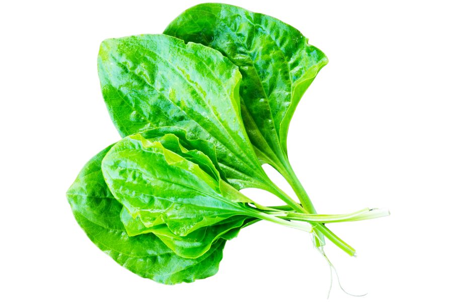four green plantain leaves
