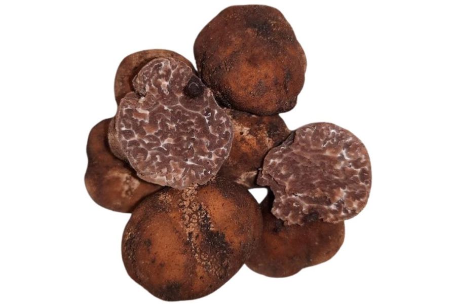 several brown wild Alabama truffles