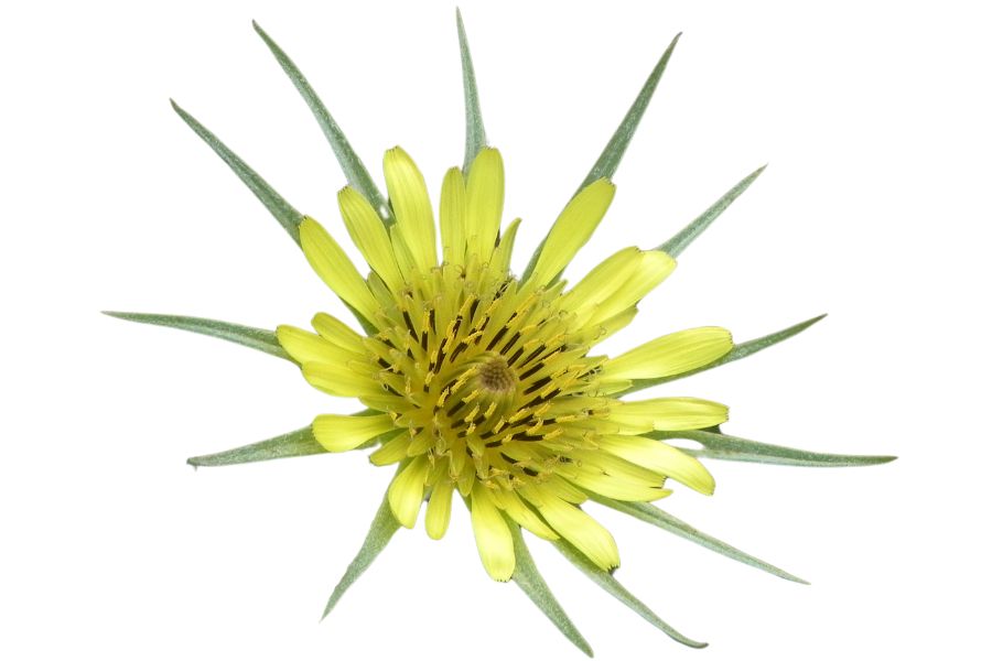 yellow salsify flower