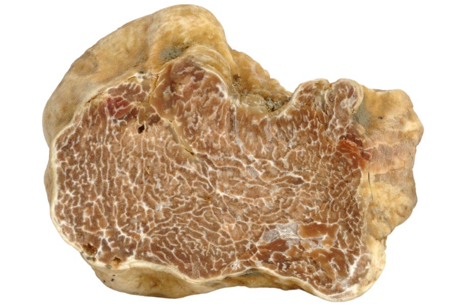 white truffle sliced in half