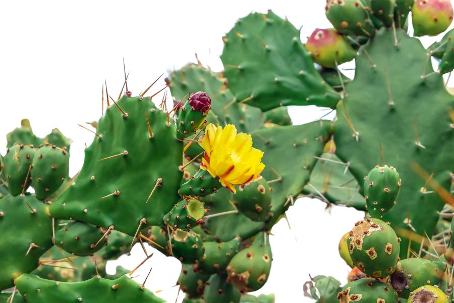 tulip prickly pear cactus pads, fruits, and yellow flower