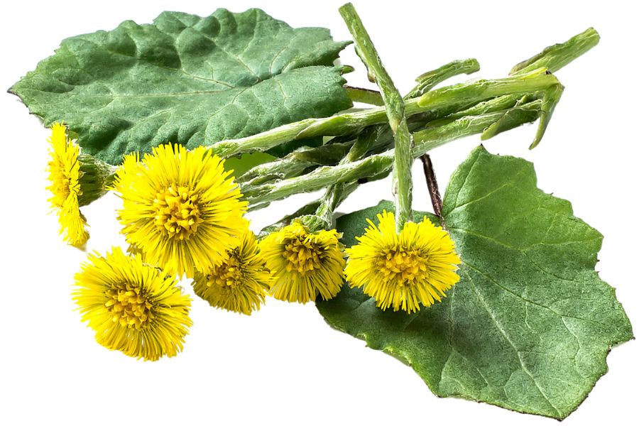 several yellow coltsfoot flower stalks and green leaves