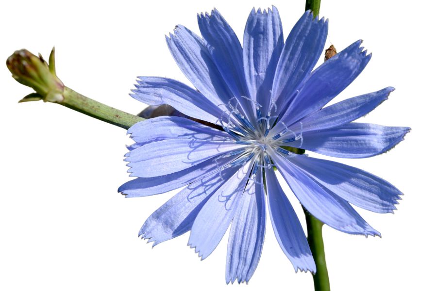pale blue chicory flower