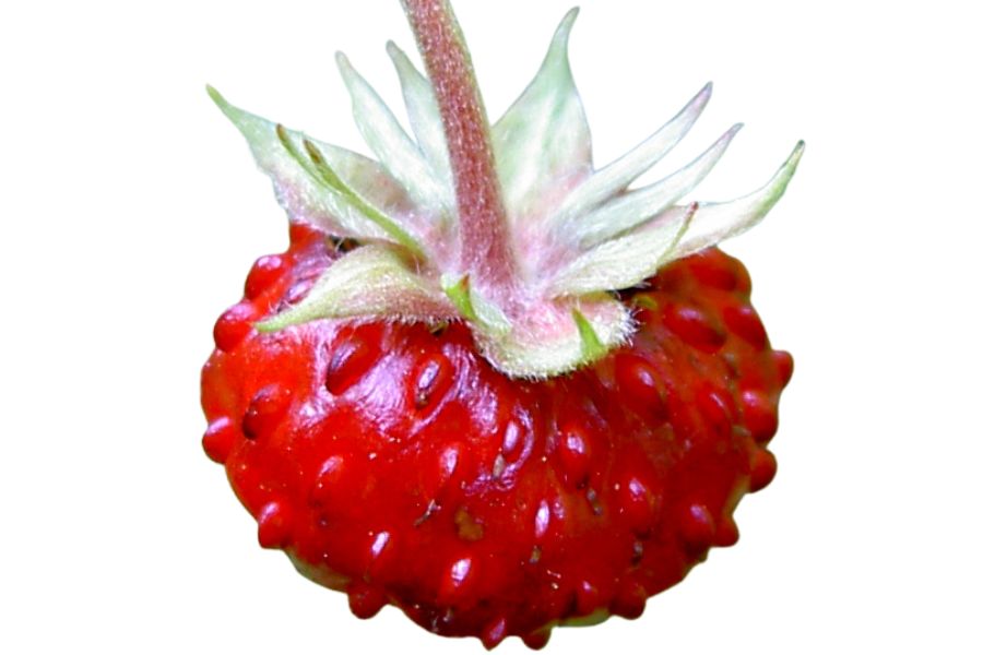 deep red wild strawberry