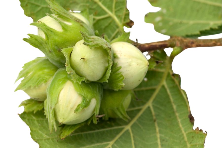 Green hazelnuts on branch