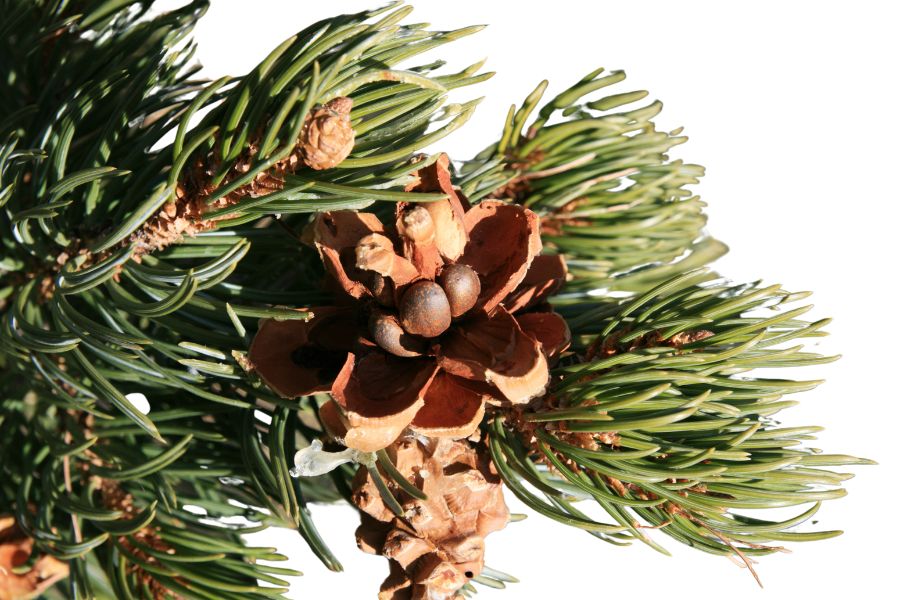 pinyon pine nuts and needles