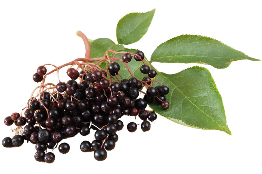 several elderberries with green leaves