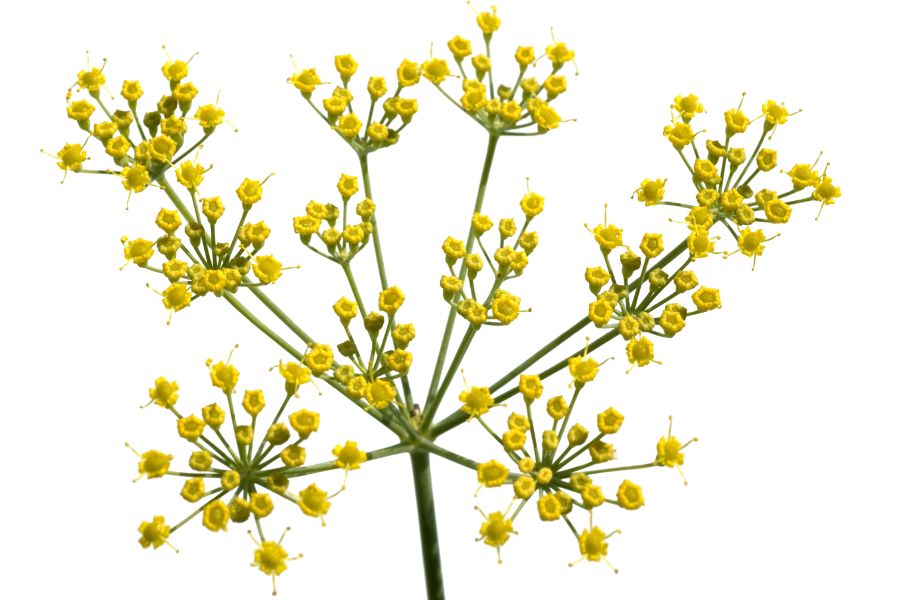 several yellow fennel flowers