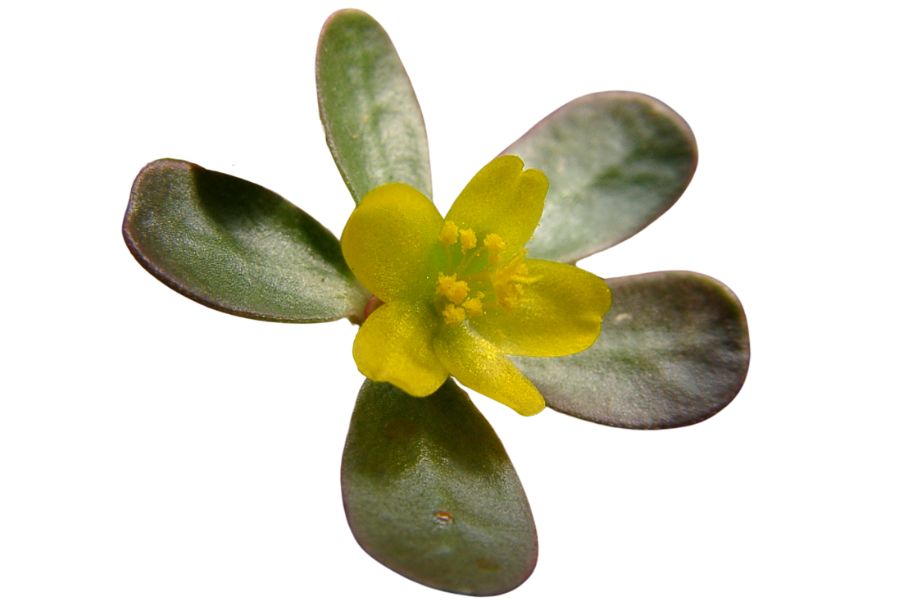 yellow purslane flower with green leaves