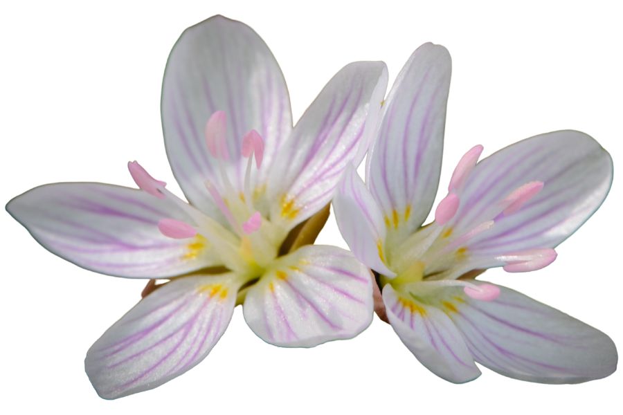 two Virginia springbeauty flowers