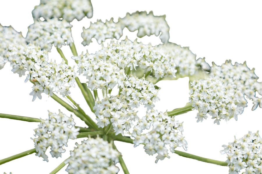 white cow parsnip flower clusters