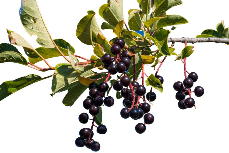 several deep red chokecherries on a branch with green leaves