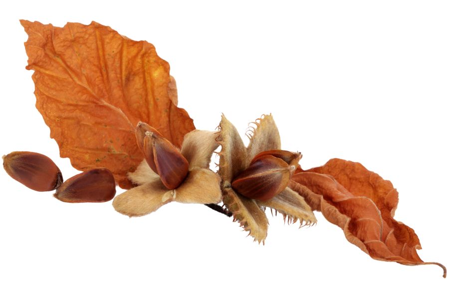 two beech nuts with fall leaves