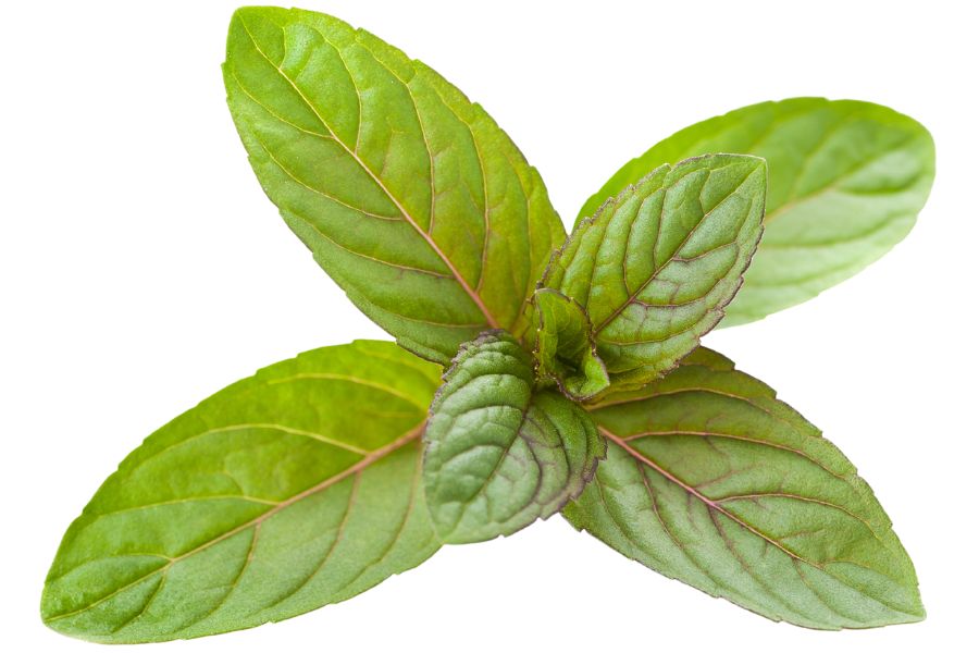 six green peppermint leaves