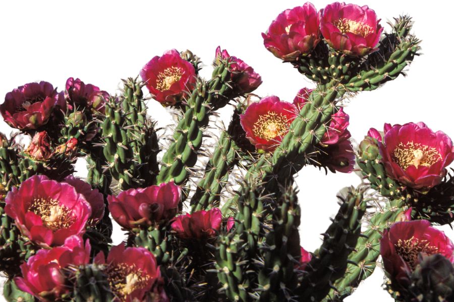 several red cholla cactus flowers