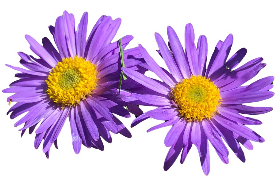 two purple New England asters