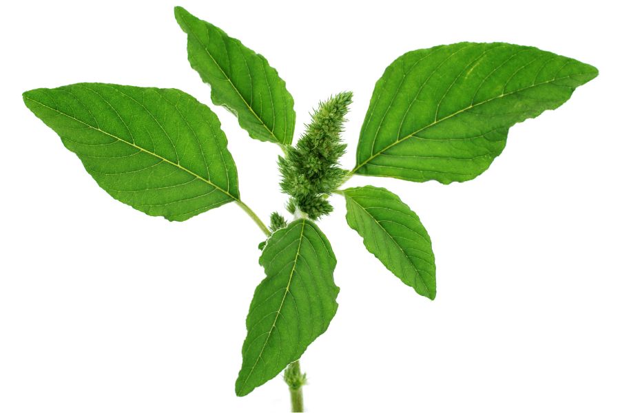 redroot pigweed plant