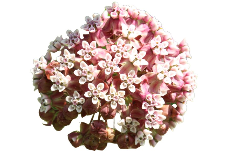 pink milkweed flower cluster