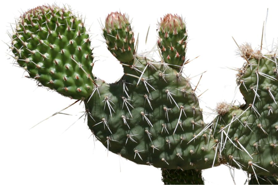 prairie prickly pear cactus