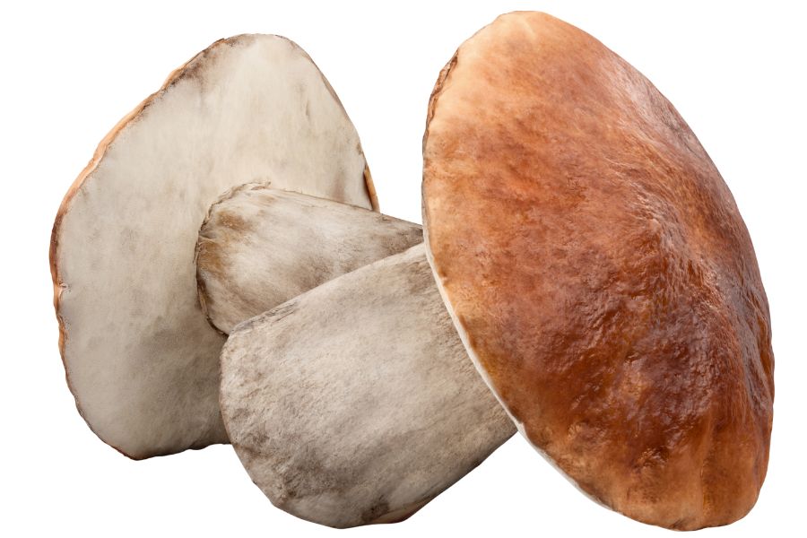 two porcini mushrooms